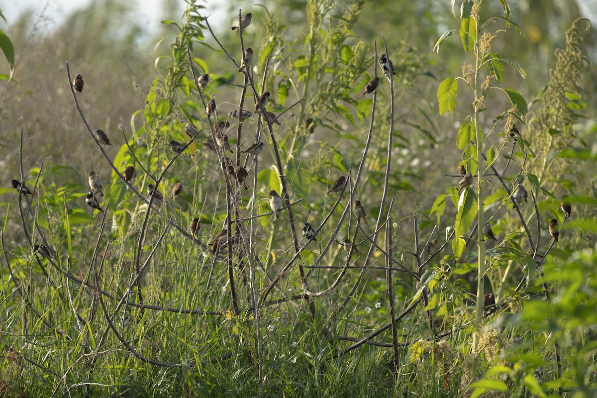 Tricolored Munia - ML651760639