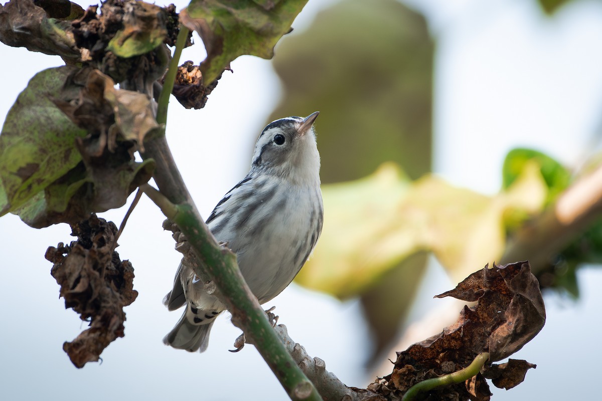 Black-and-white Warbler - ML651760751