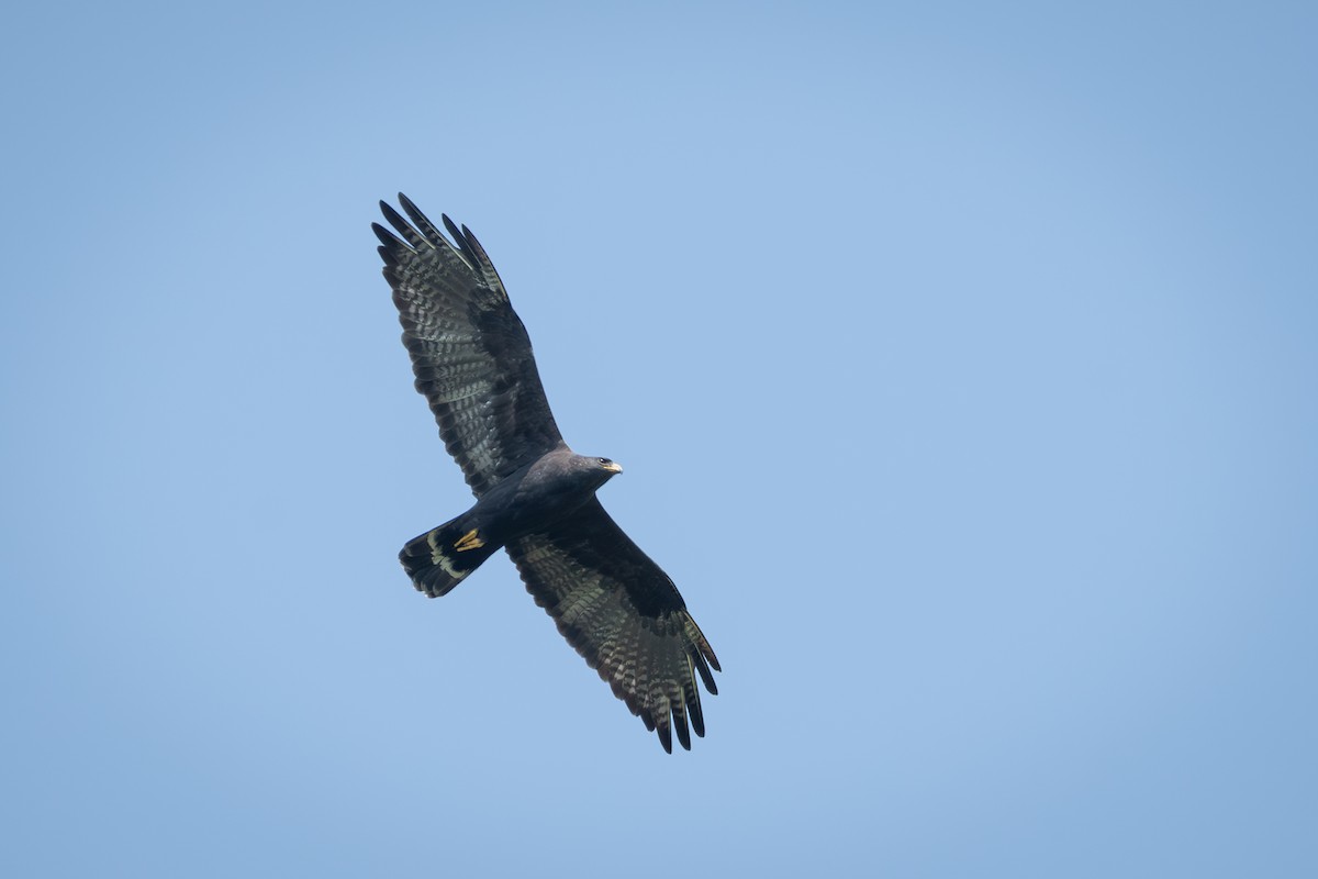 Zone-tailed Hawk - ML651760765