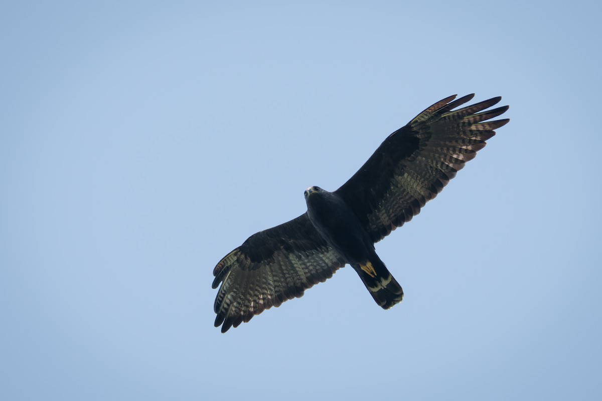 Zone-tailed Hawk - ML651760768