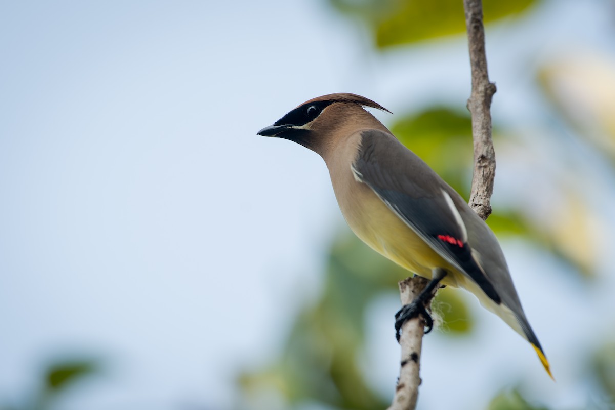 Cedar Waxwing - ML651760778