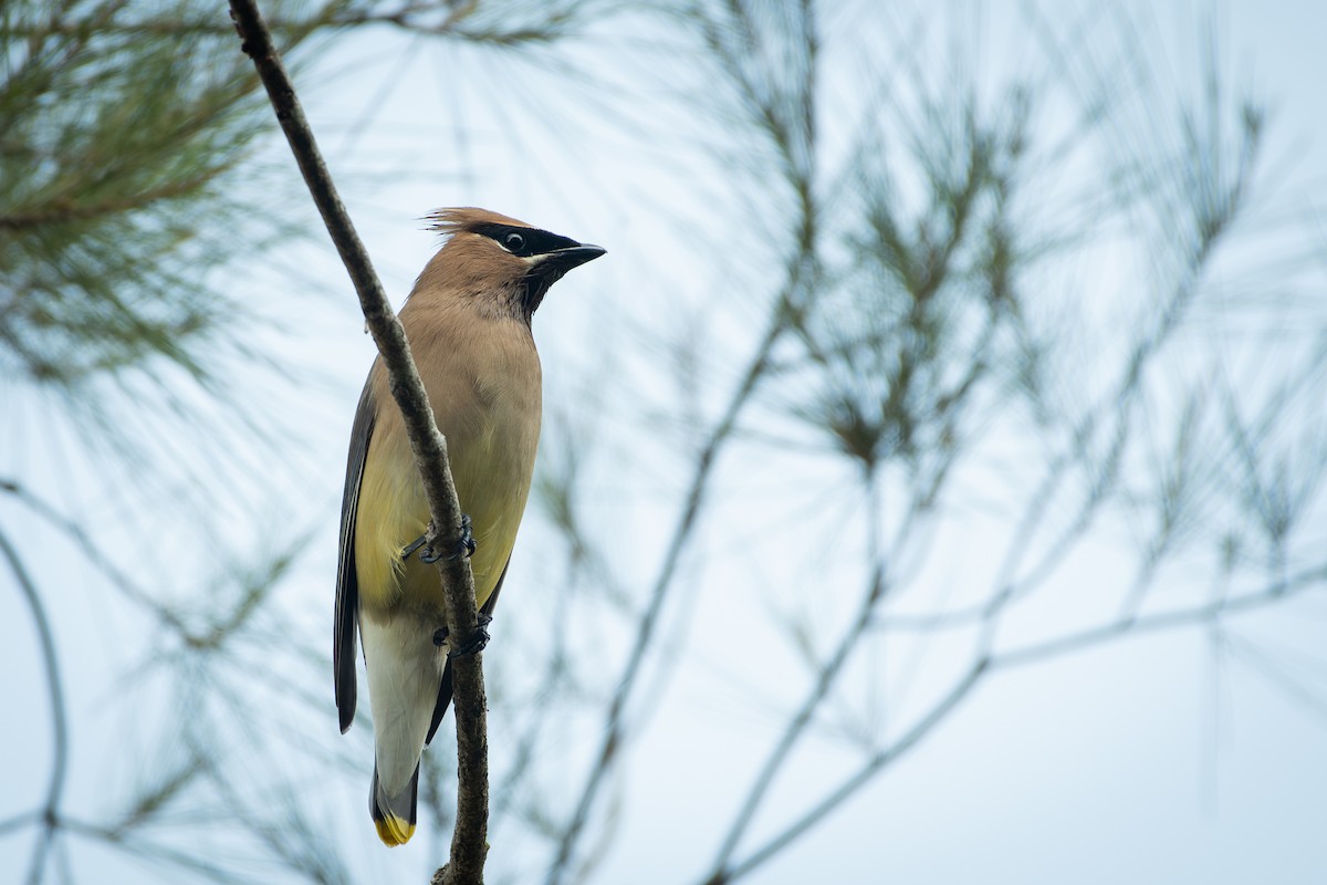Cedar Waxwing - ML651760783
