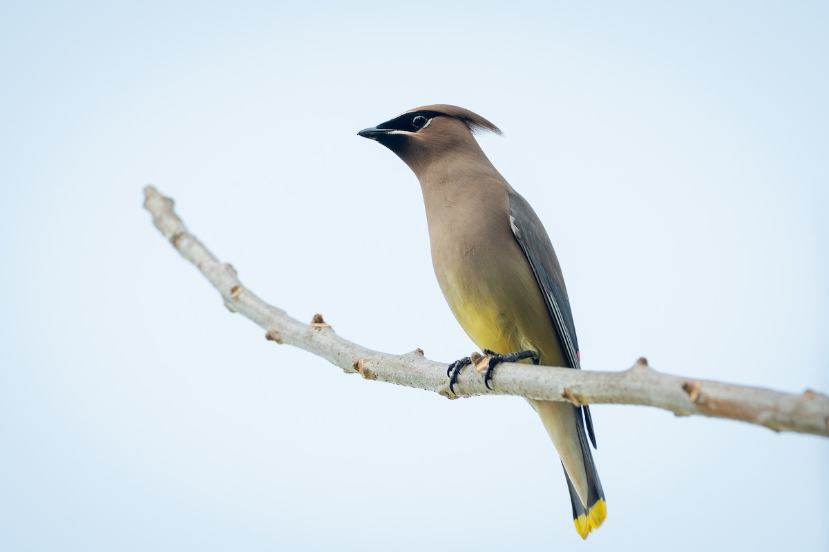 Cedar Waxwing - ML651760786