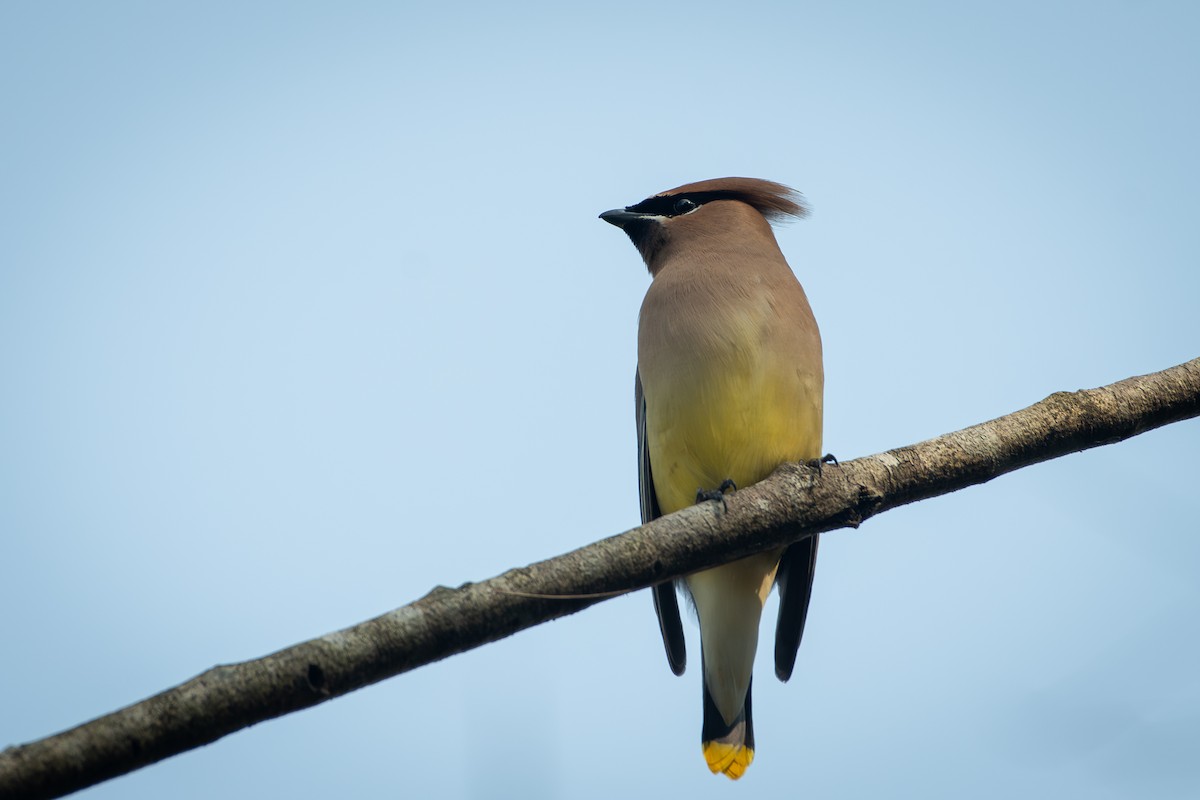 Cedar Waxwing - ML651760788