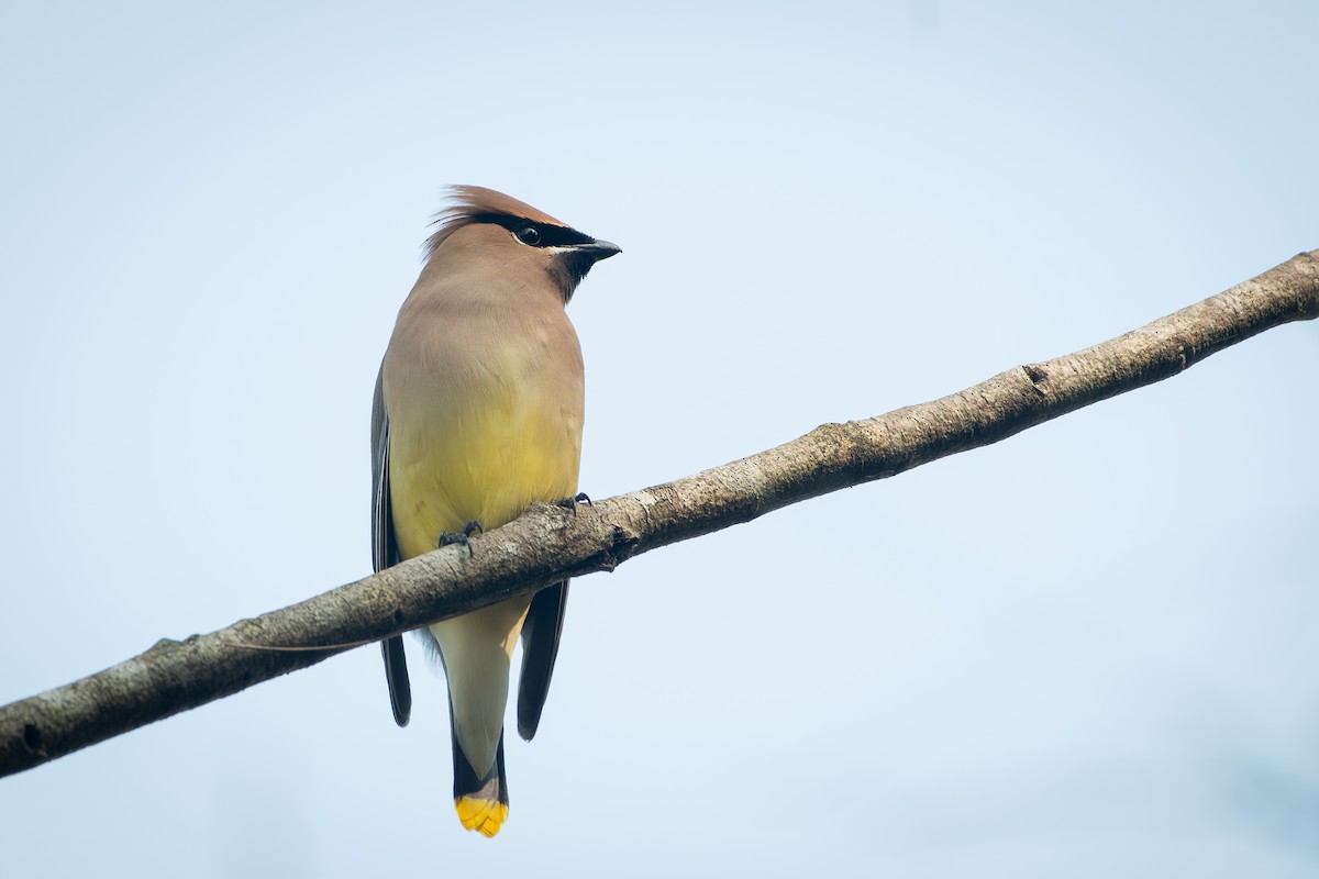 Cedar Waxwing - ML651760800