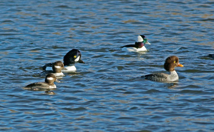 Barrow's Goldeneye - Kris Petersen