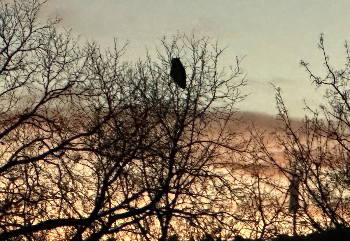 Virginiauhu - ML651761228