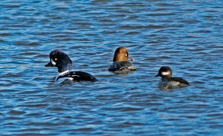 Barrow's Goldeneye - Kris Petersen