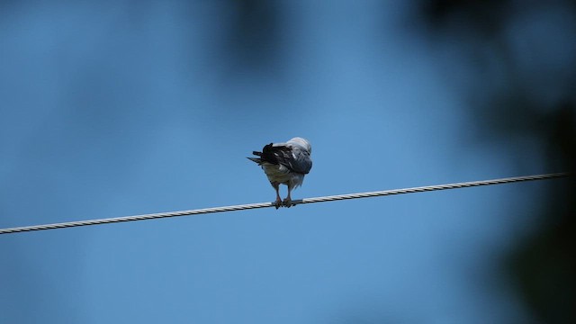 Milan du Mississippi - ML651761721