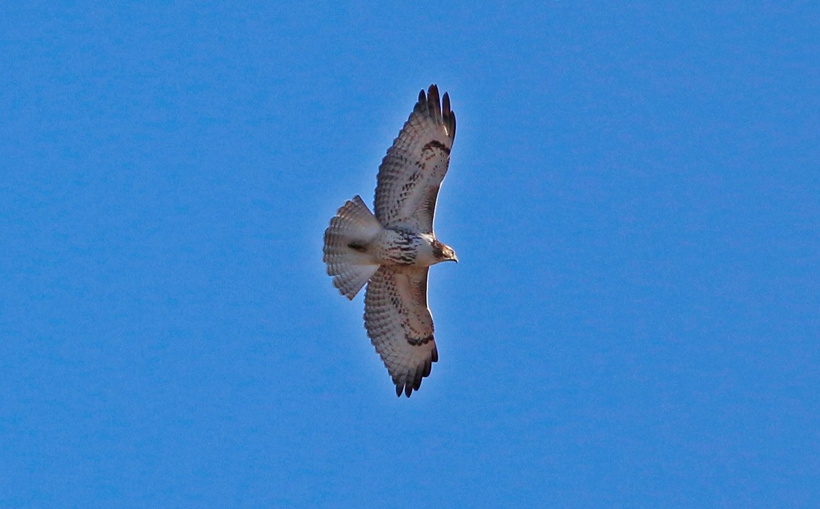 Red-tailed Hawk - Kris Petersen