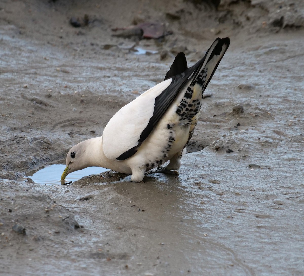 Dúcula Australiana - ML651762576