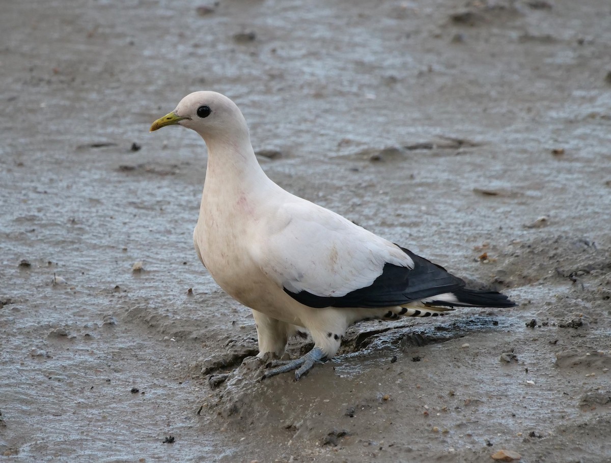 Dúcula Australiana - ML651762577