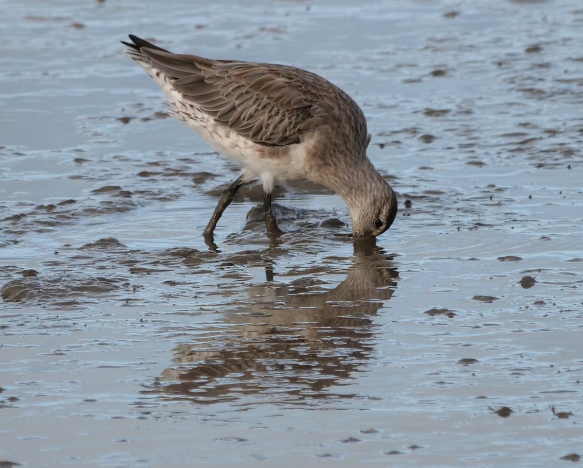 Aguja Colipinta - ML651762598