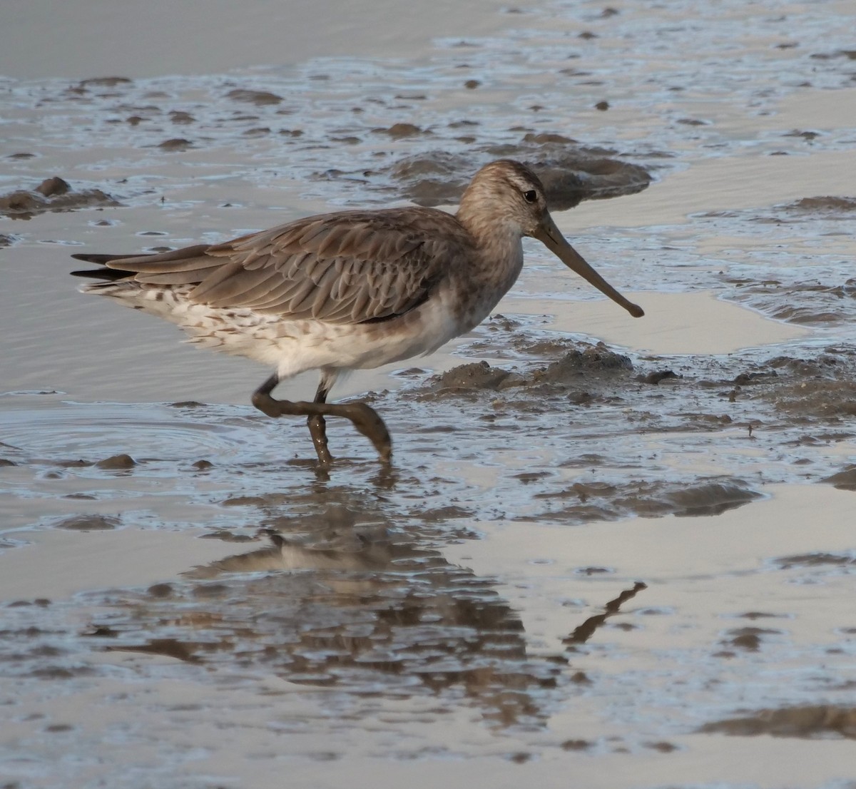 Aguja Colipinta - ML651762599