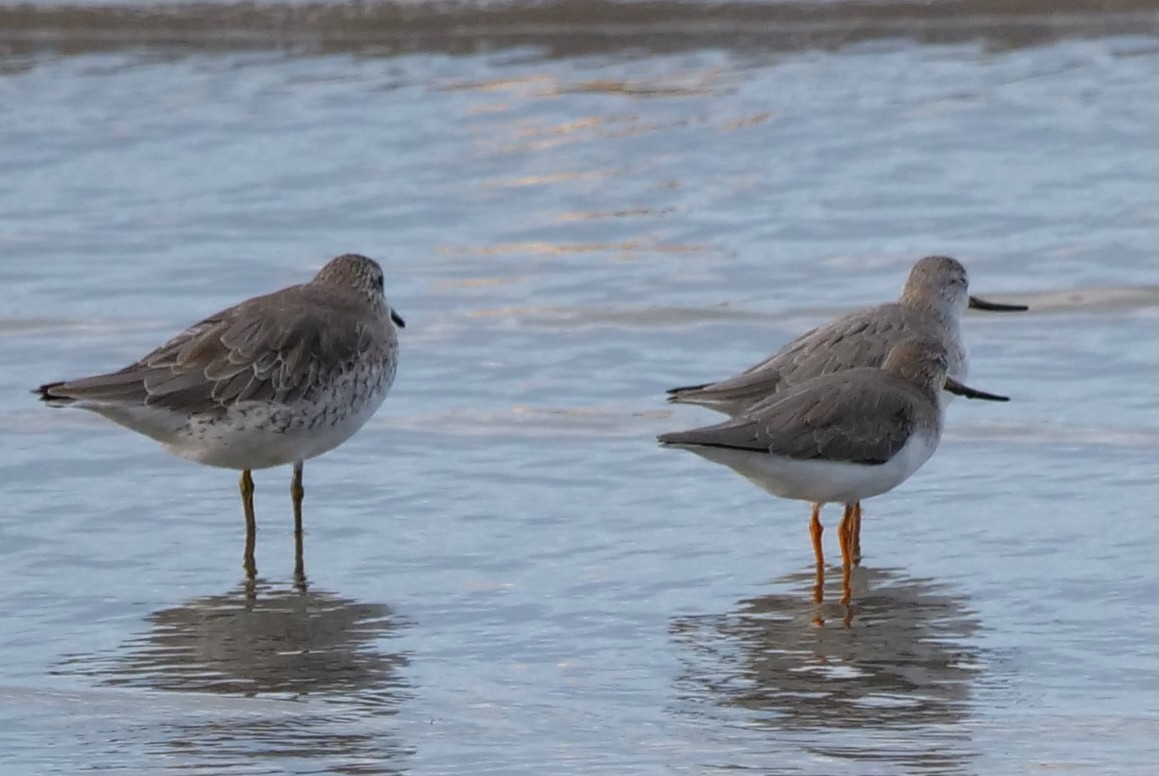 Andarríos del Terek - ML651762636