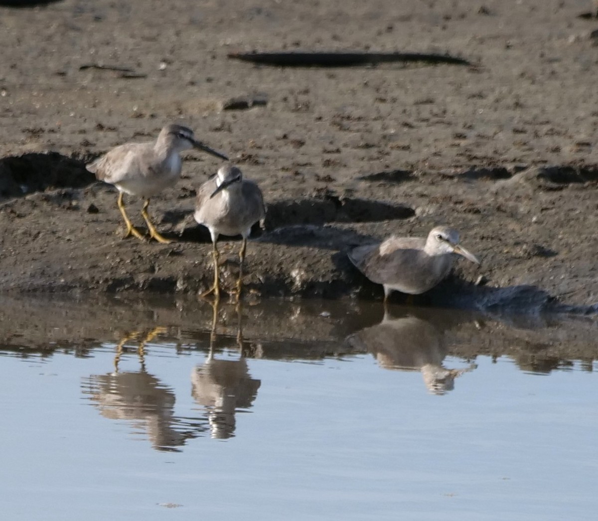 Playero Siberiano - ML651762647