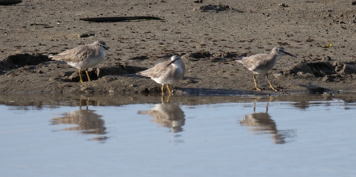 Playero Siberiano - ML651762648