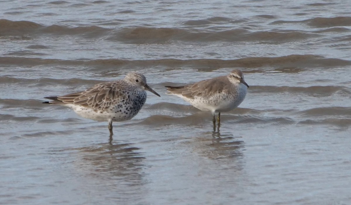 Correlimos Grande - ML651762681