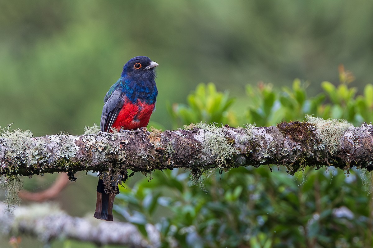 surucuatrogon - ML651762682