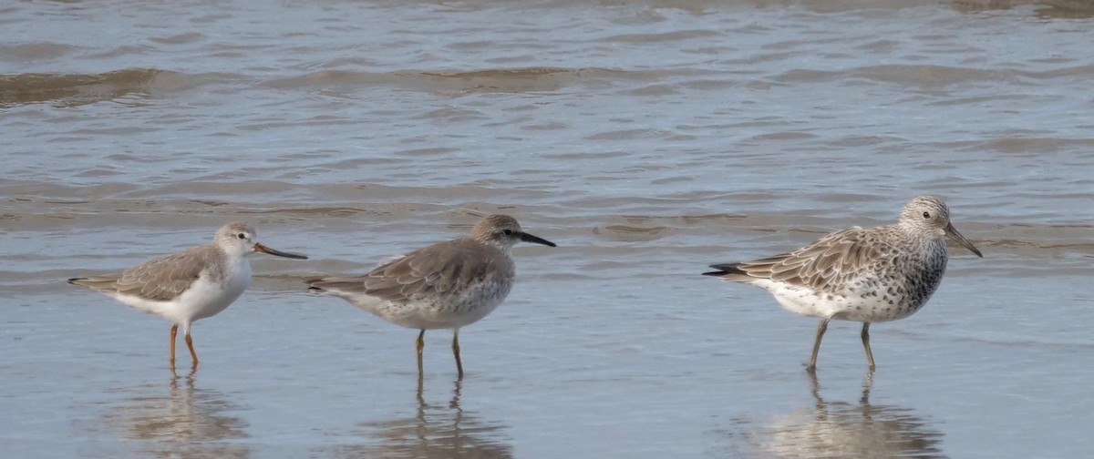 Correlimos Gordo - ML651762697