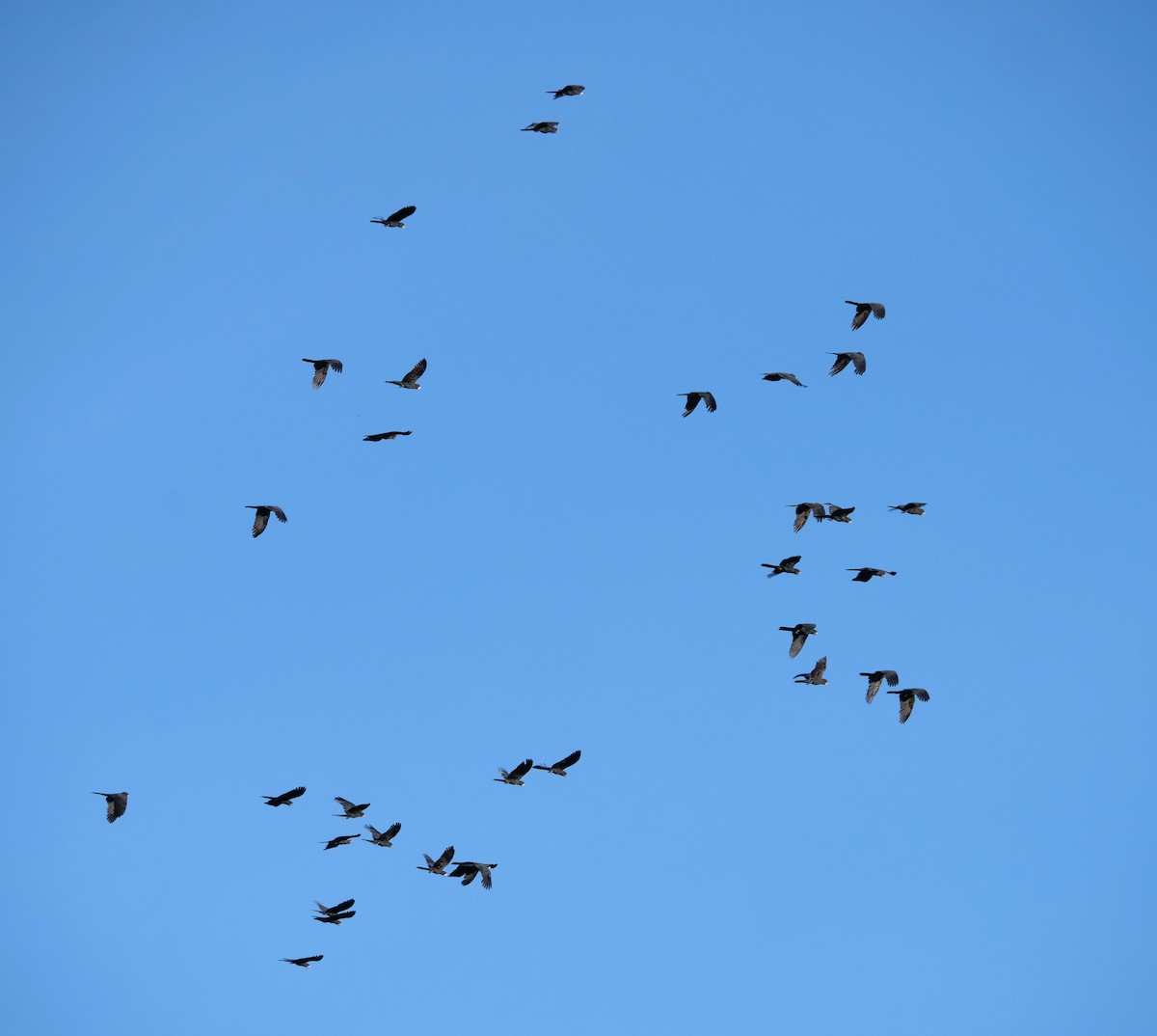 Cacatúa Colirroja - ML651762706