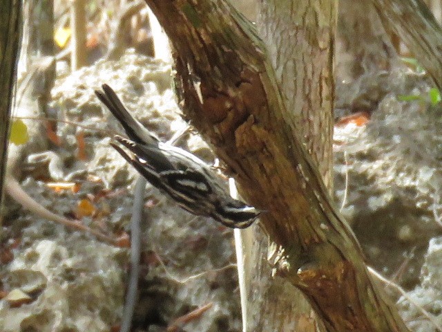 Black-and-white Warbler - ML651763107