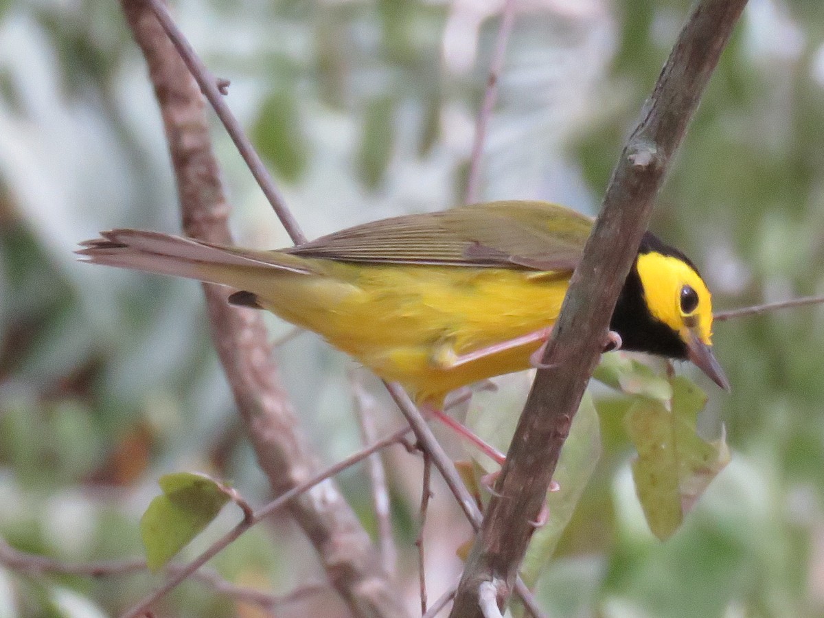 Hooded Warbler - ML651763119