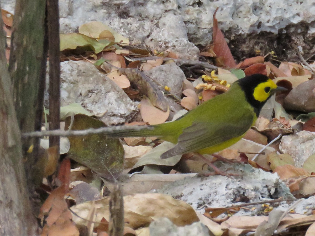 Hooded Warbler - ML651763126