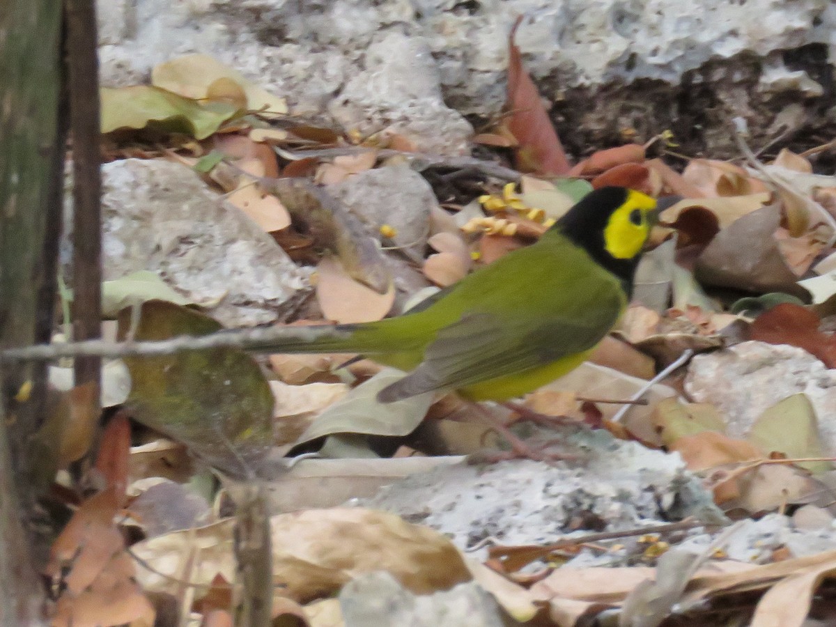 Hooded Warbler - ML651763169