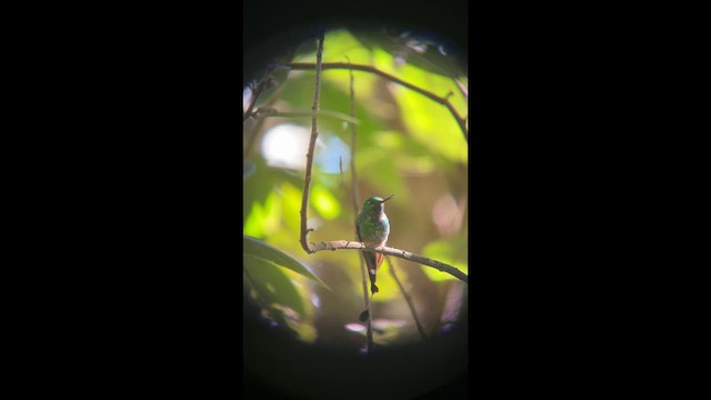 Rufous-booted Racket-tail - ML651763536