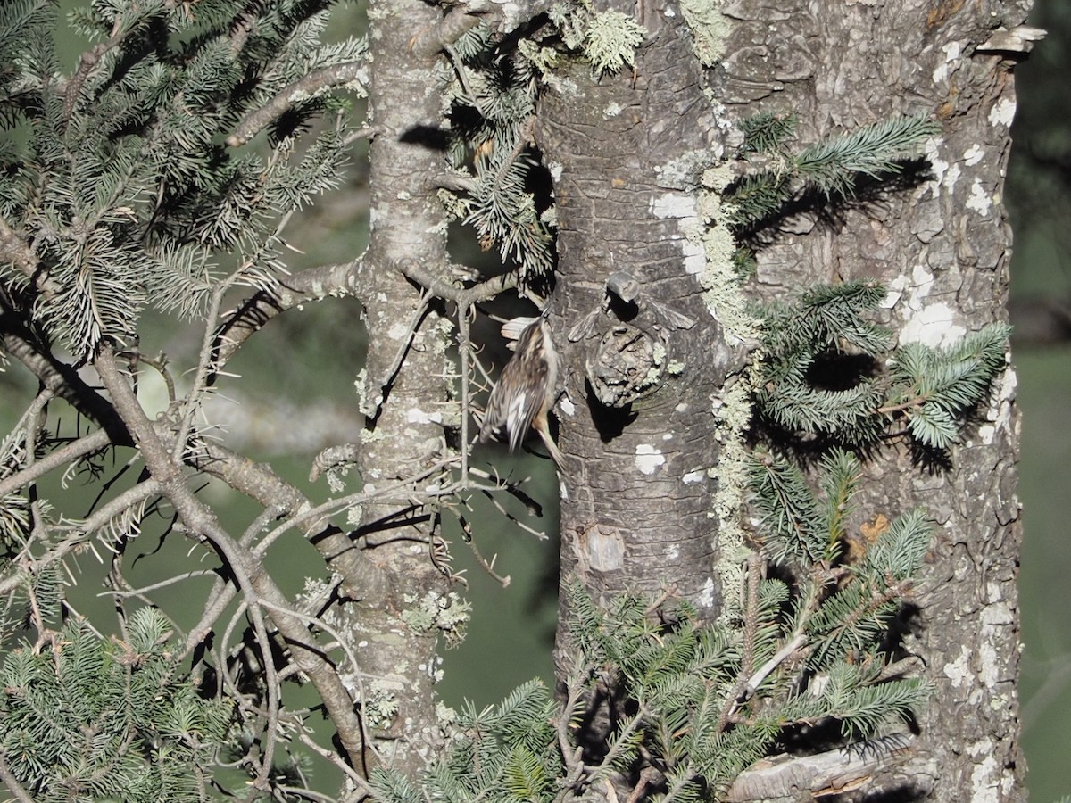šoupálek americký (ssp. pernigra) - ML651763623