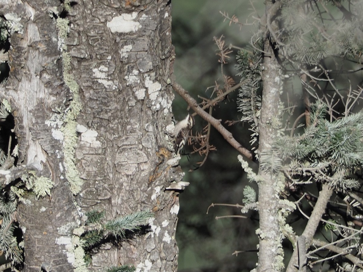 šoupálek americký (ssp. pernigra) - ML651763624