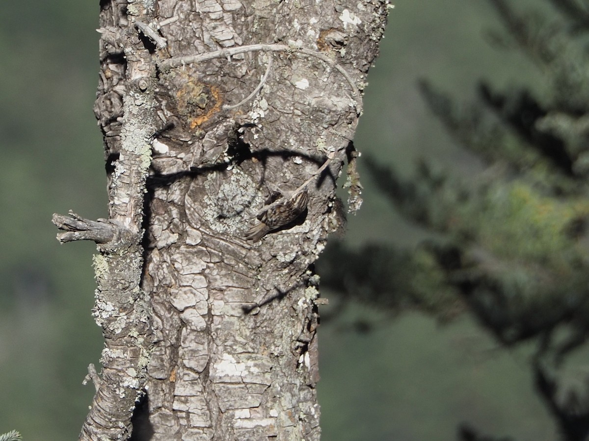 šoupálek americký (ssp. pernigra) - ML651763625