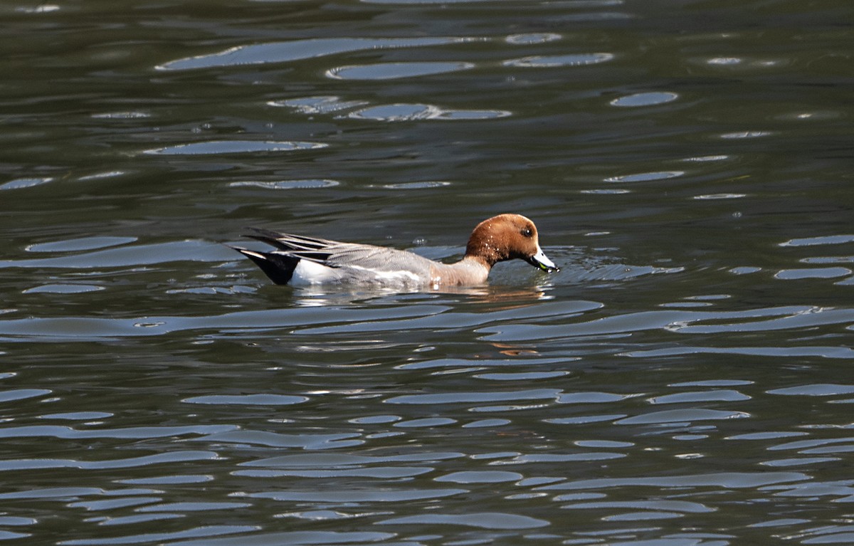 ברווז צהוב-מצח - ML651764292