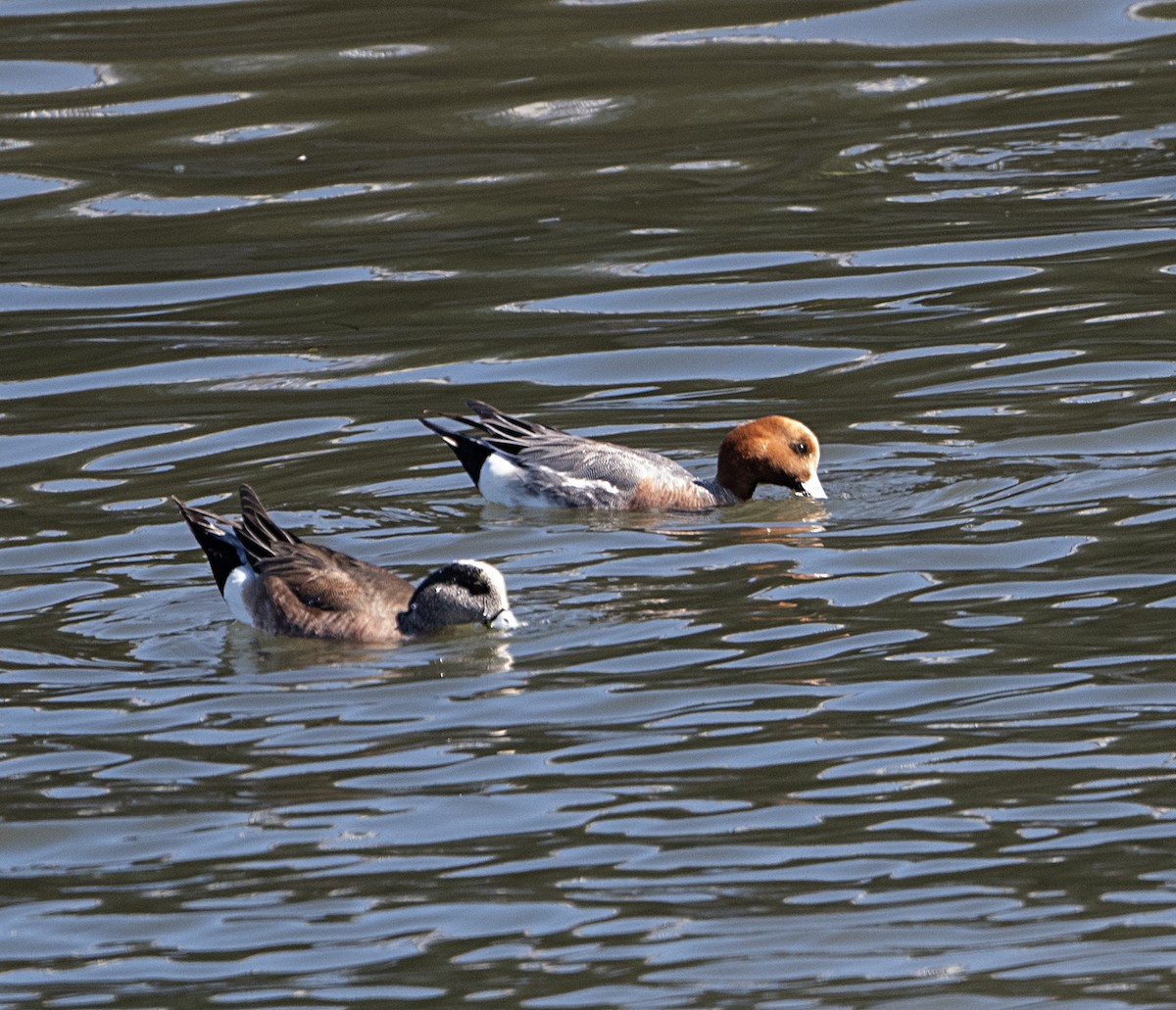 ברווז צהוב-מצח - ML651764297