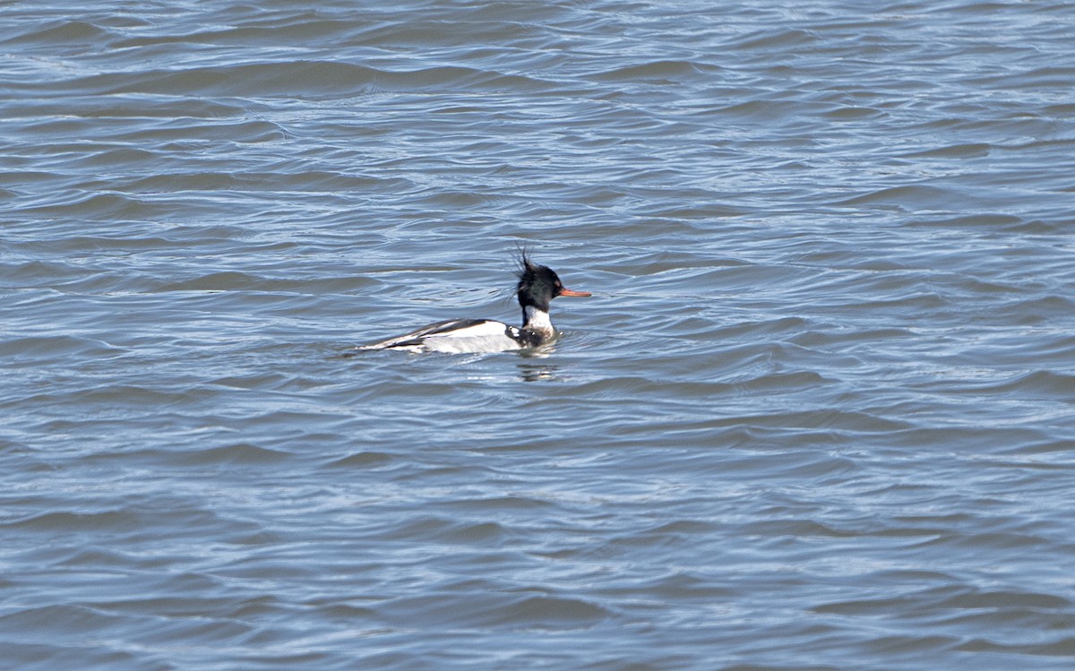 מרגון בינוני - ML651764320