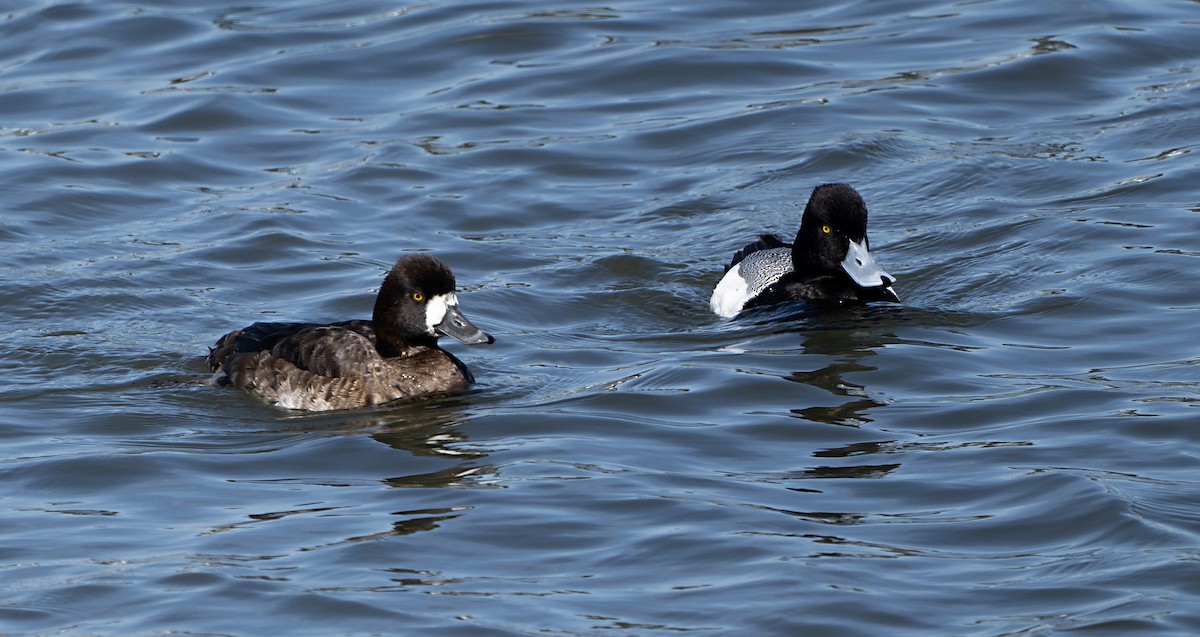 צולל בינוני - ML651764325