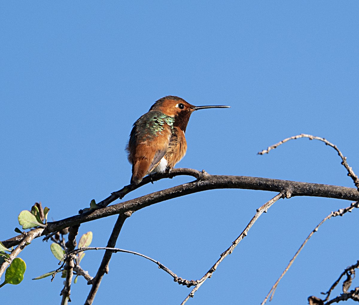 Allen's Hummingbird - ML651764392