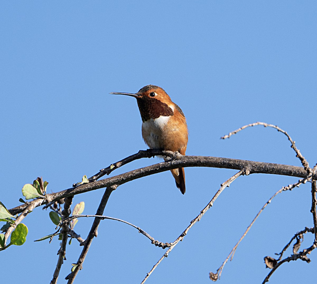 Allen's Hummingbird - ML651764398