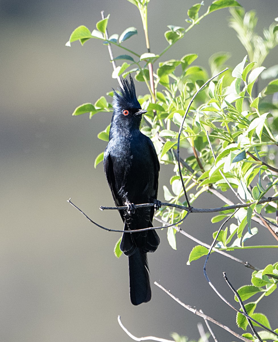 Phainopepla - ML651764531