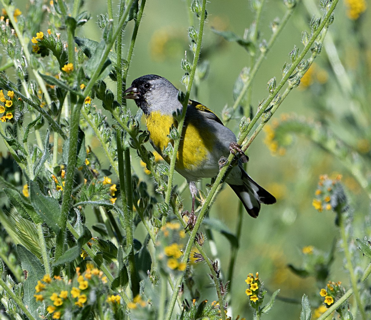 Lawrence's Goldfinch - ML651764574