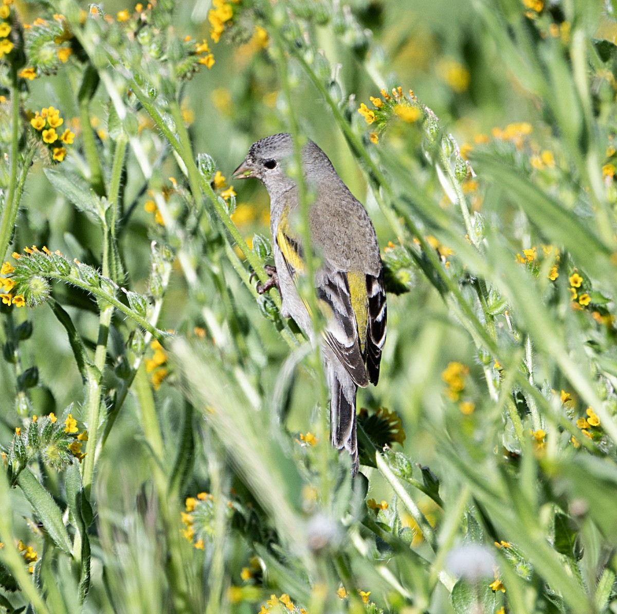 Lawrence's Goldfinch - ML651764575