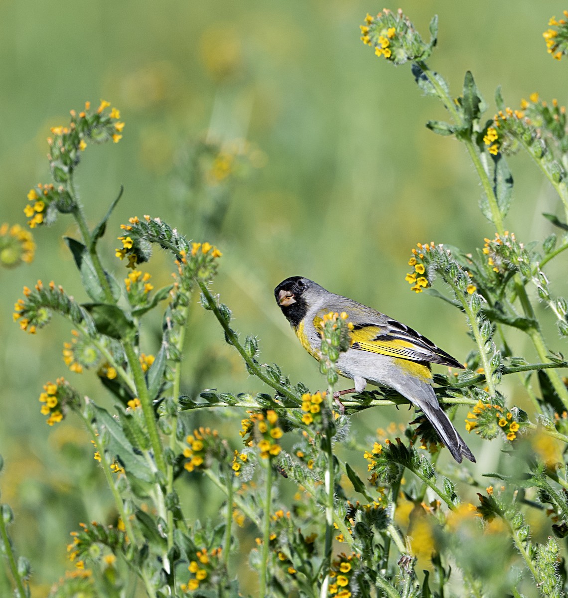 Lawrence's Goldfinch - ML651764576