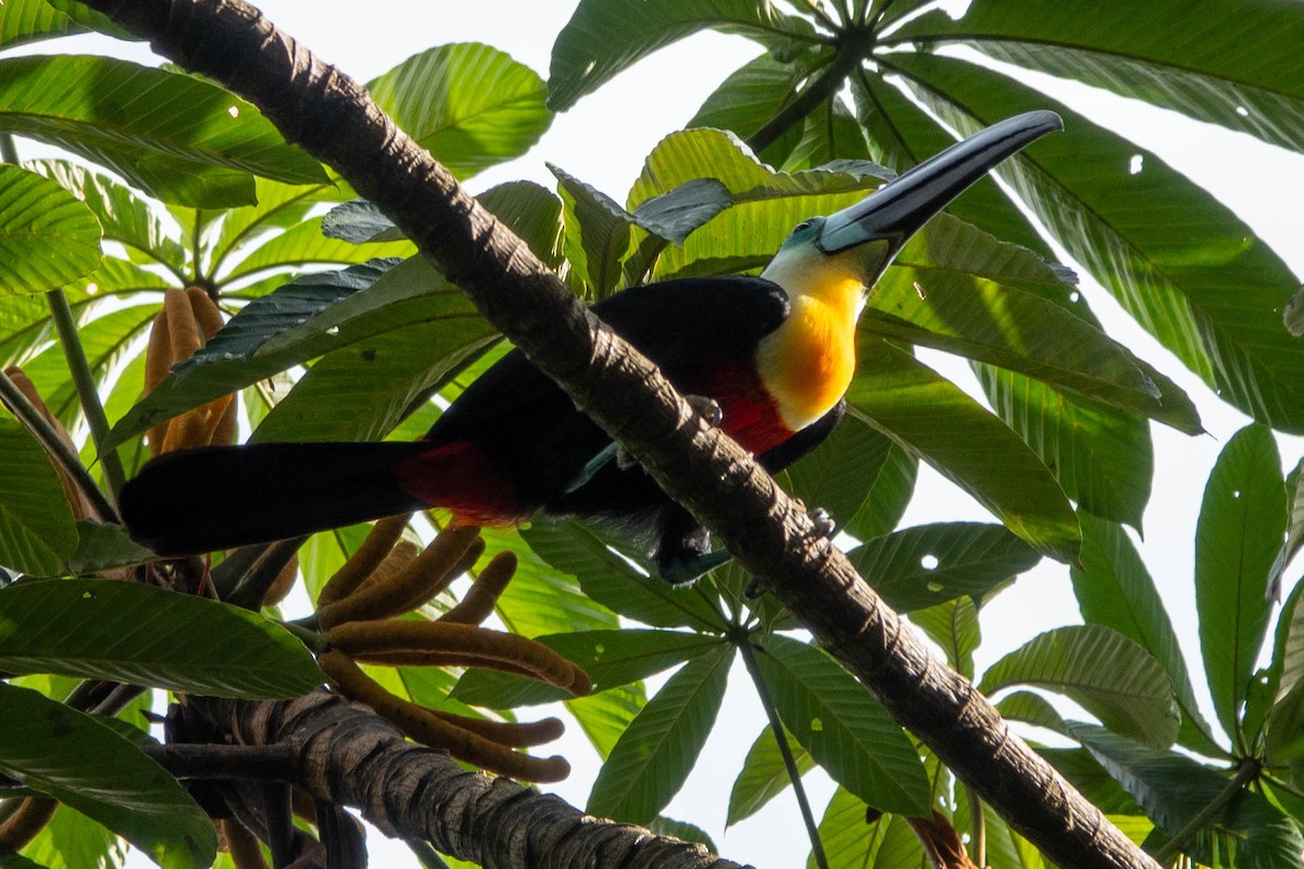 Dotterkehltukan - ML651764656