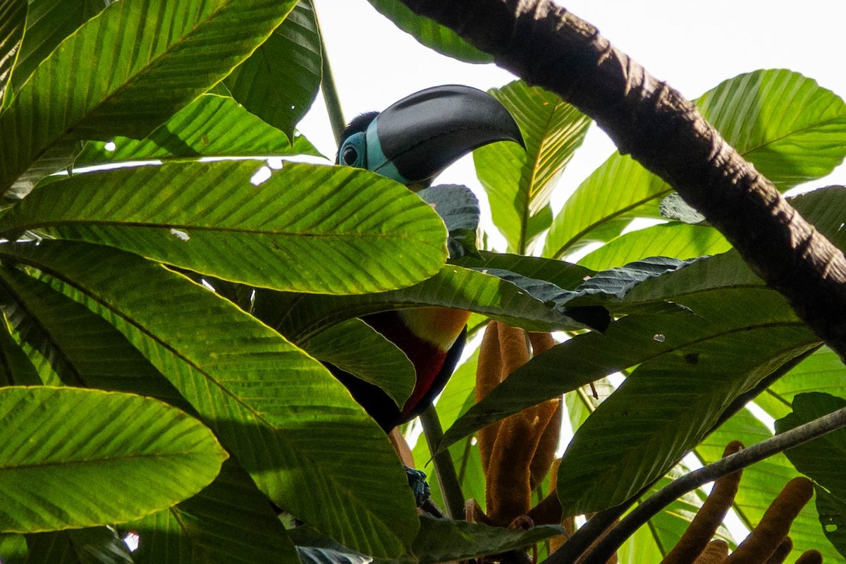 Dotterkehltukan - ML651764657