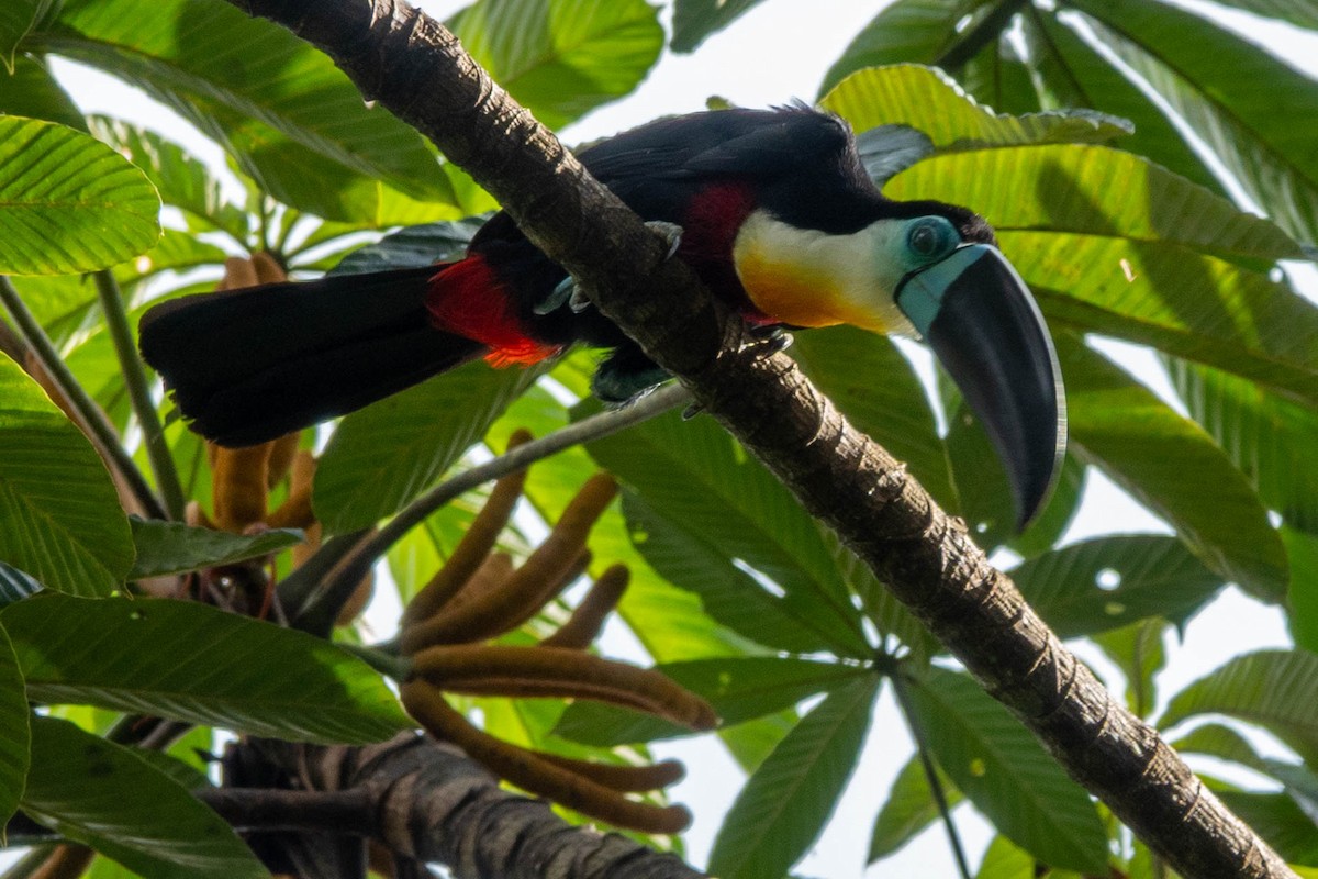 Dotterkehltukan - ML651764658