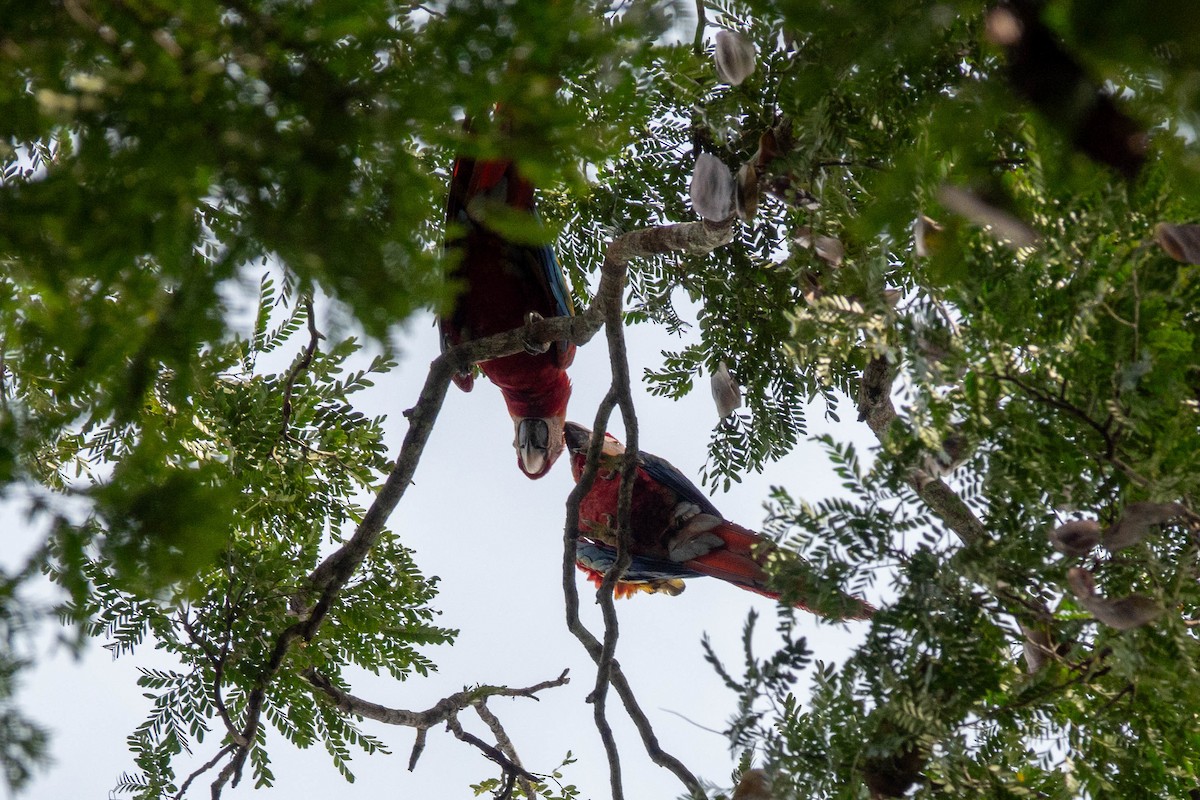 Scharlachara - ML651764677