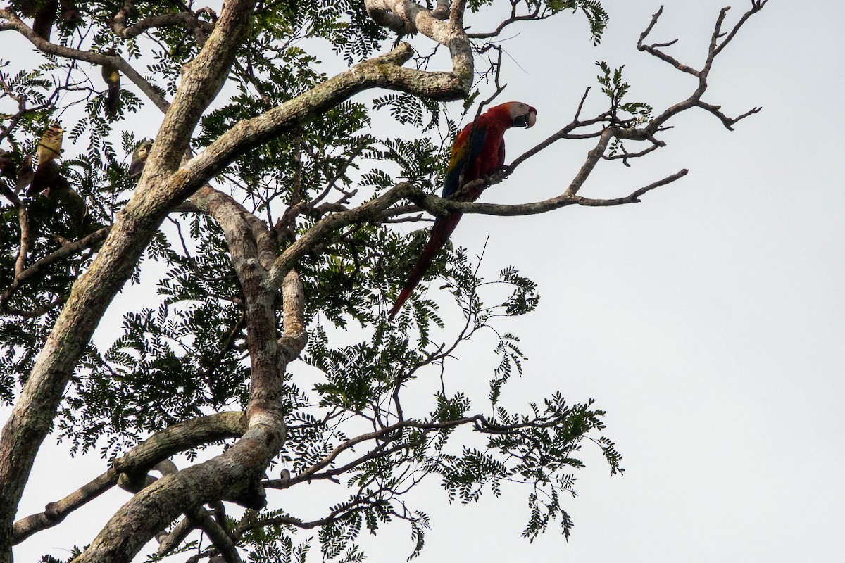 Scharlachara - ML651764678