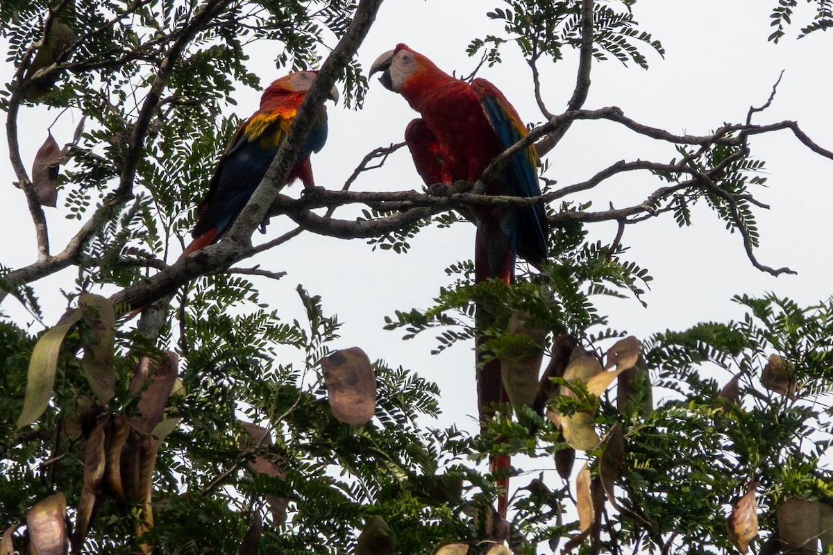 Scharlachara - ML651764679