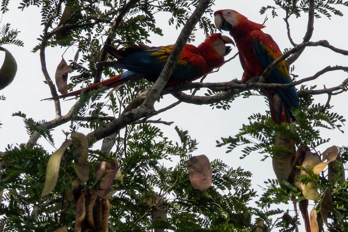 Scharlachara - ML651764680